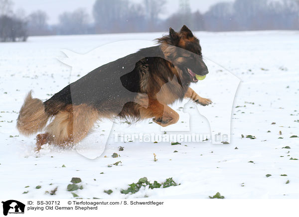 spielender Altdeutscher Schferhund / playing Old German Shepherd / SS-30712