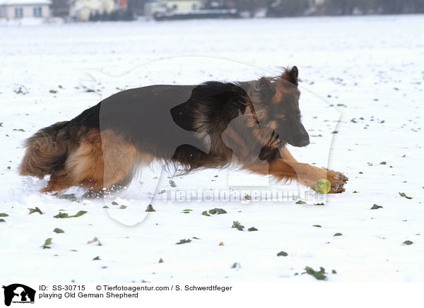 spielender Altdeutscher Schferhund / playing Old German Shepherd / SS-30715