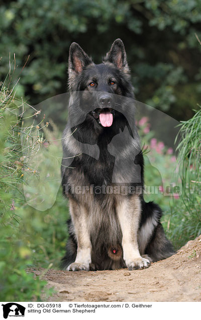 sitzender Altdeutscher Schferhund / sitting Old German Shepherd / DG-05918