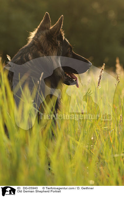 Altdeutscher Schferhund Portrait / Old German Shepherd Portrait / DG-05940