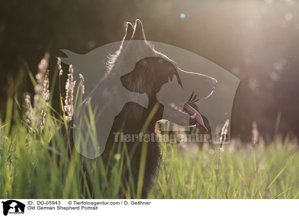 Altdeutscher Schferhund Portrait / Old German Shepherd Portrait / DG-05943