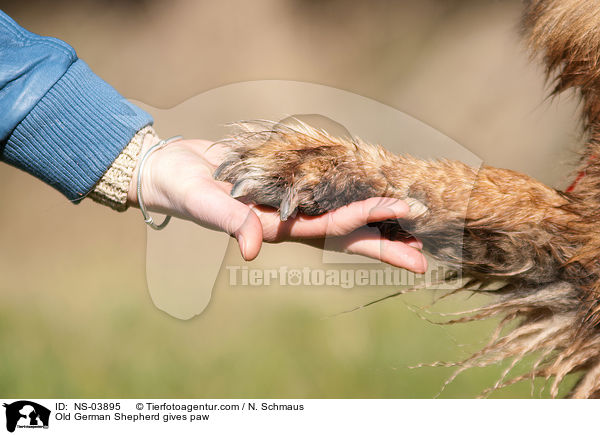 Old German Shepherd gives paw / NS-03895