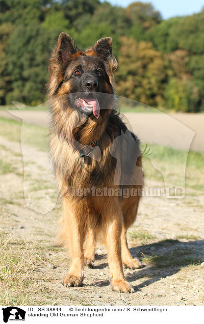 stehender Altdeutscher Schferhund / standing Old German Shepherd / SS-38844