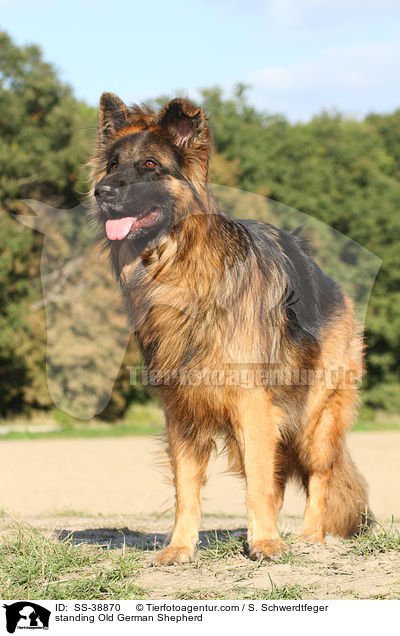 stehender Altdeutscher Schferhund / standing Old German Shepherd / SS-38870