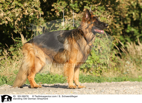 stehender Altdeutscher Schferhund / standing Old German Shepherd / SS-38878