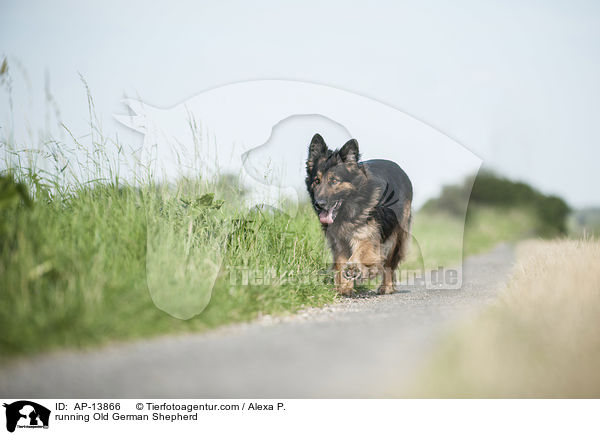 rennender Altdeutscher Schferhund / running Old German Shepherd / AP-13866