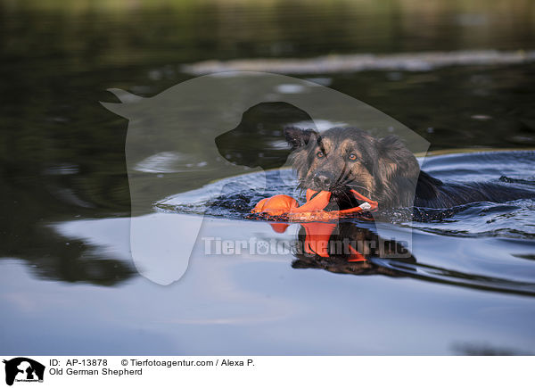 Altdeutscher Schferhund / Old German Shepherd / AP-13878