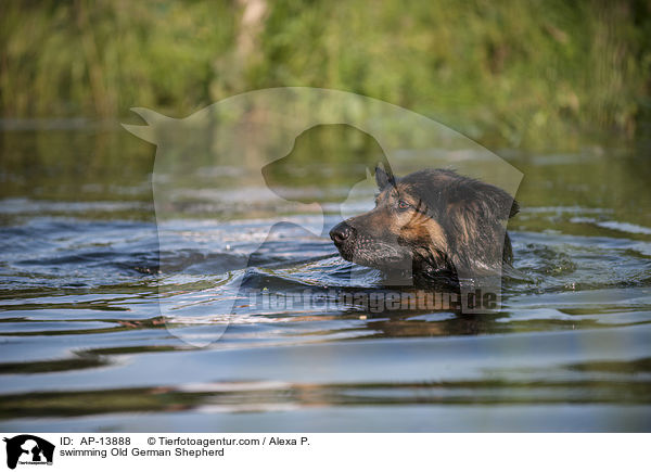 schwimmender Altdeutscher Schferhund / swimming Old German Shepherd / AP-13888