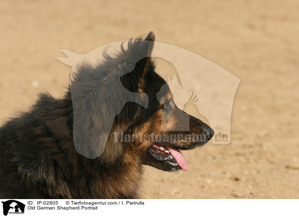 Old German Shepherd Portrait / IP-02805