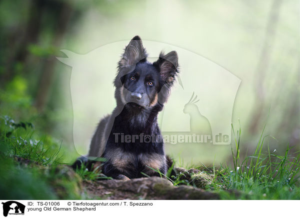 junger Altdeutscher Schferhund / young Old German Shepherd / TS-01006