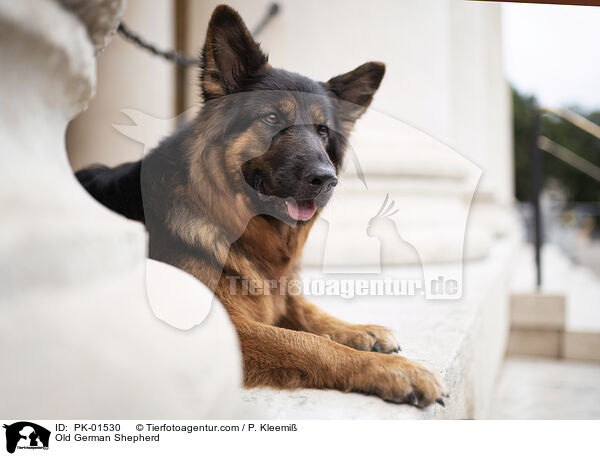 Old German Shepherd / PK-01530