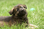 old german sheepdog puppy