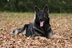 Old German Shepherd Dog