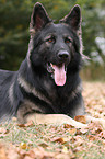 Old German Shepherd Dog