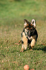 Old German Shepherd Puppy