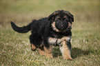 Old German Shepherd puppy