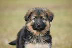 Old German Shepherd puppy