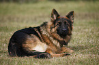 lying Old German Shepherd