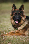 lying Old German Shepherd