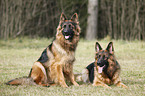 sitting Old German Shepherd