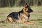 lying Old German Shepherd