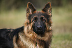 Old German Shepherd