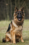 sitting Old German Shepherd