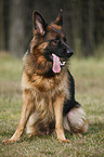 sitting Old German Shepherd