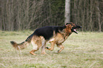 running Old German Shepherd