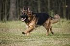 running Old German Shepherd