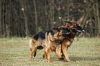 Old German Shepherds