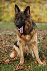 sitting Old German Shepherd