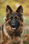 Old German Shepherd