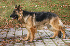 standing Old German Shepherd