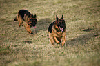 running Old German Shepherd