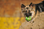 Old German Shepherd Portrait