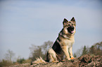 Old German Shepherd