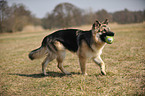 playing Old German Shepherd