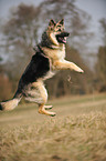 jumping Old German Shepherd