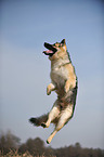 jumping Old German Shepherd