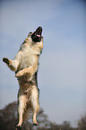 jumping Old German Shepherd