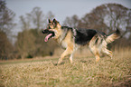 walking Old German Shepherd