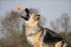 playing Old German Shepherd