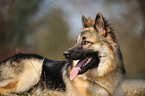 Old German Shepherd Portrait