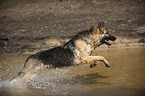 running Old German Shepherd