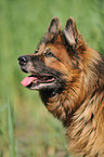 Old German Shepherd Portrait