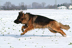 running Old German Shepherd