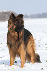 standing Old German Shepherd