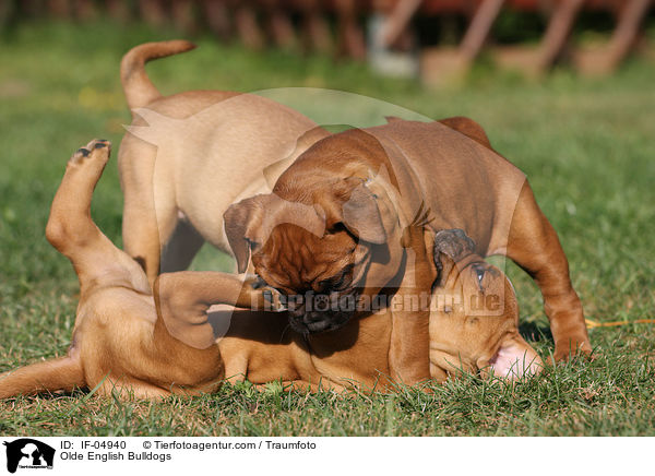 Altenglische Bulldoggen / Olde English Bulldogs / IF-04940