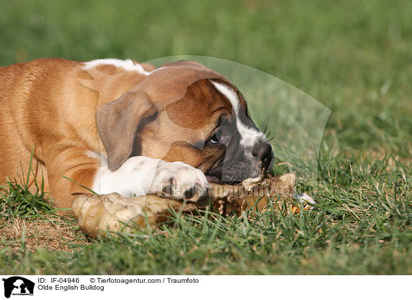 Olde English Bulldog / IF-04946